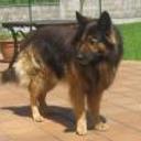 Yako