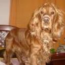 Roquito