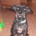 Rocko