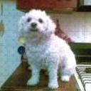 Teddy