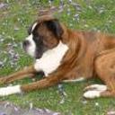 Rocco