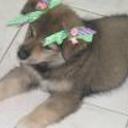 Canelita