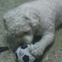 Teddy