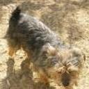 Trueno