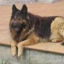 Yako