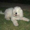 Estrellita