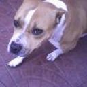 Homero