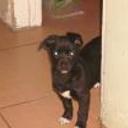 Negrita