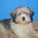 Yago