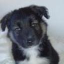 Bollo