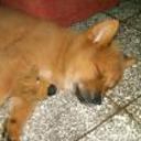 Tayra