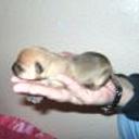 Sacha
