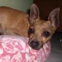 Canela