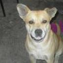 Cachi