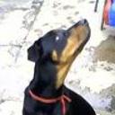 Perla
