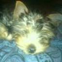 Colin