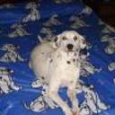 Deedee