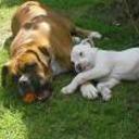 Tayson y luna
