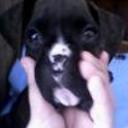 Aquiles