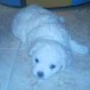 Bichi