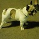 Bruno