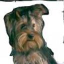Oddie