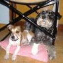Mico y otto