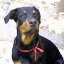 Perla