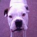 Braco