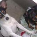 Tufa y wica