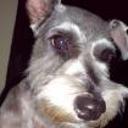 Clovis