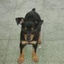 Wica