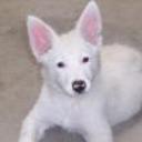 Blanca