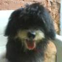 Pipo jose