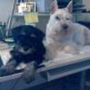 Leo y indy
