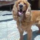 Lucas