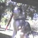 Blacky
