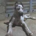 Orestes