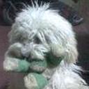 Pupi