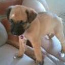 Tayson