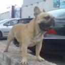 Valentino de rugabull