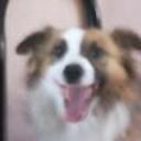 Luci