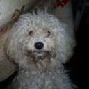 Pupi