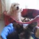 Ricki y toby