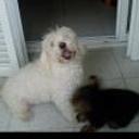 Ricki y toby
