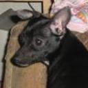 Cora
