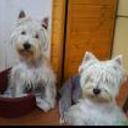 Cuca