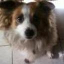 Luci