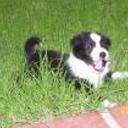 Roco