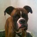 Sancho